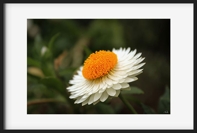 Cadre photo de paysage fleur