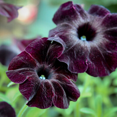 Fleur violette noire Singapour