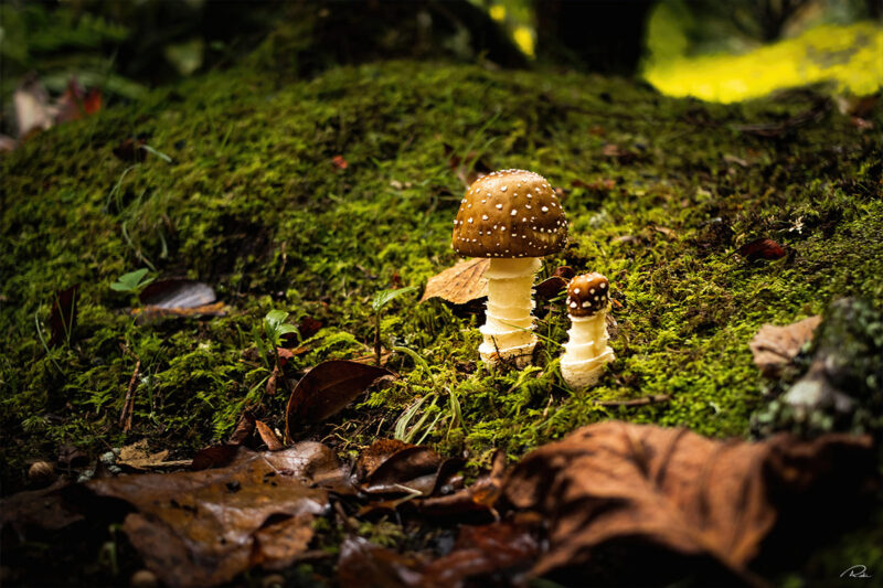 Champignons - Açores