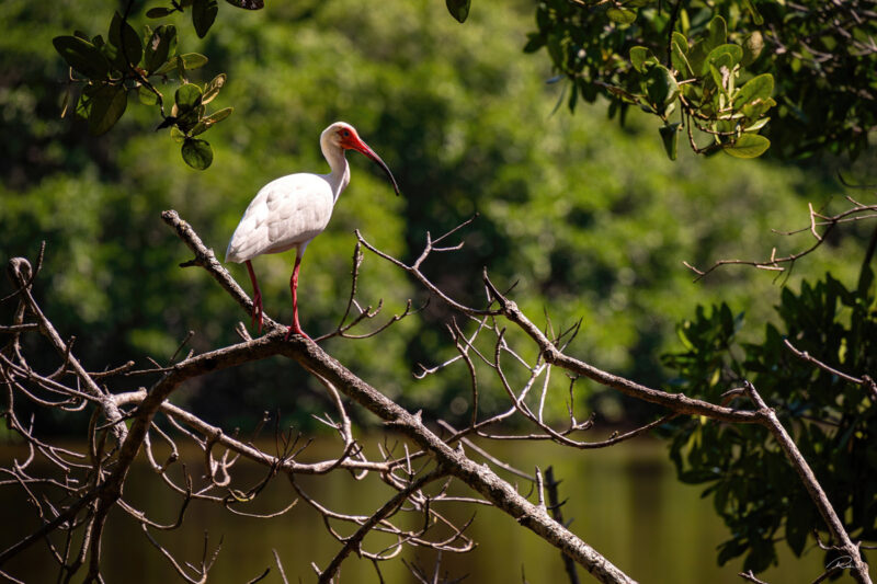 Ibis blanc Colombie